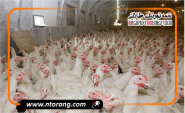 تولیدکنندگان مرغ: بدون حمایت واقعی، تولید در گلستان متوقف می‌شود